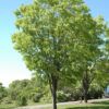 Zelkova serrata 'Green Vase' - 450L 45-50cm girth, 5-6m tall
