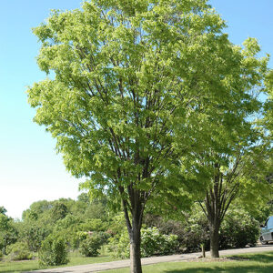 Zelkova serrata 'Green Vase'