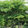 Zelkova serrata - 70L 14-16cm girth, 2-2.5m tall