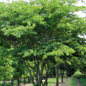 Zelkova serrata