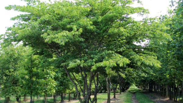 Zelkova serrata Multistem - Image 2
