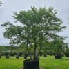 Zelkova serrata Multistem Specimens - 1000L airpot, 4-5m tall, Multi-Stem Specimen