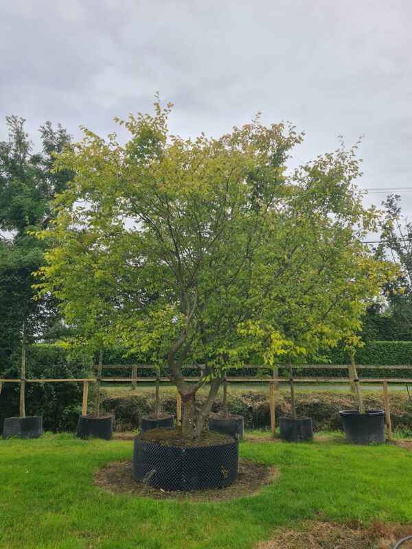 Zelkova serrata Multistem Specimens - Image 4