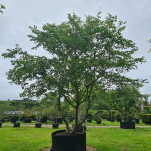 Zelkova serrata Multistem Specimens