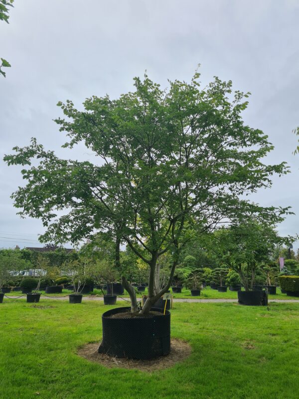 Zelkova serrata Multistem Specimens