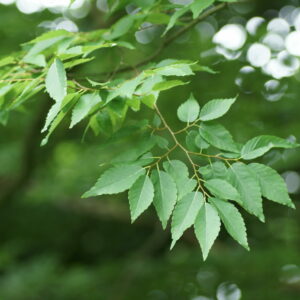 Zelkova serrata Multistem