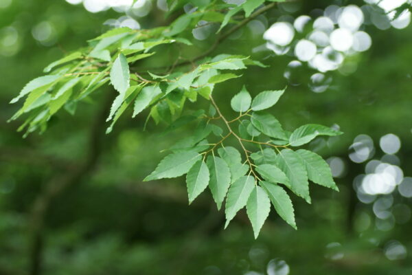 Zelkova serrata Multistem