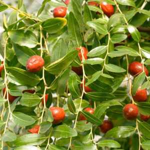 Ziziphus sativa