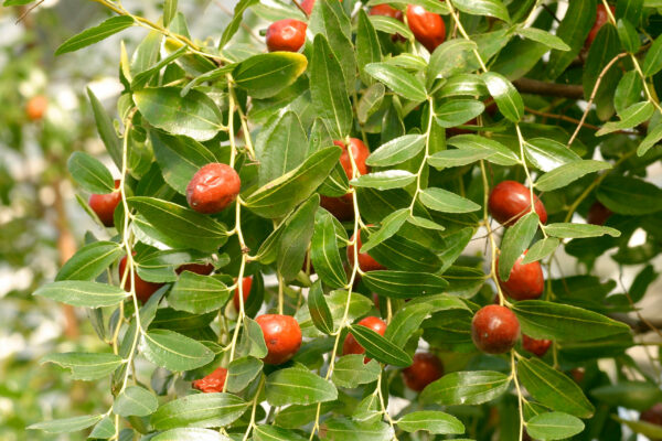 Ziziphus sativa