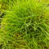 Zoysia tenuifolia - 2L