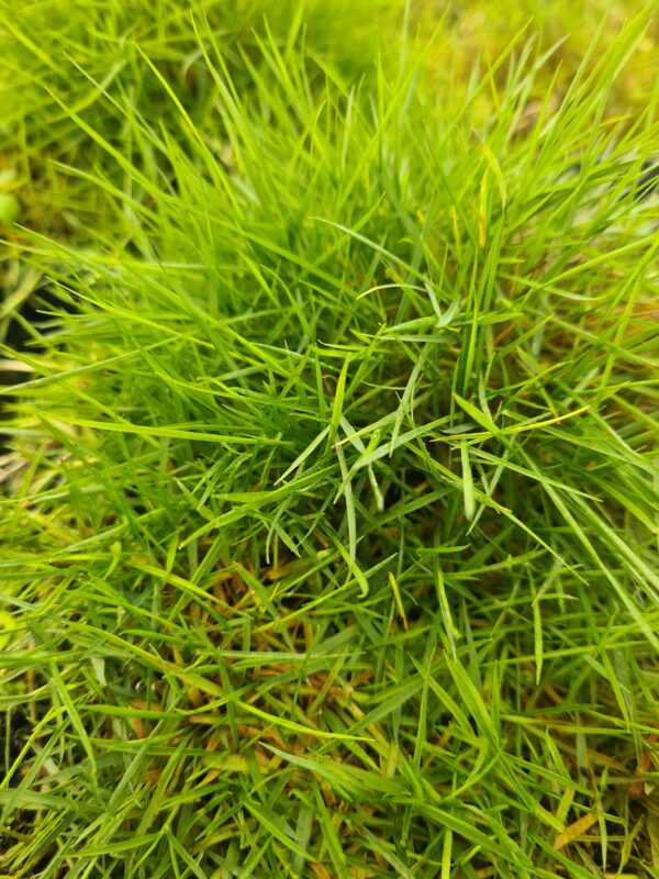 Zoysia tenuifolia