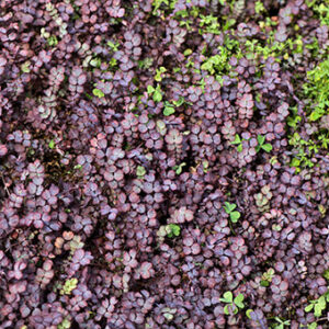 Acaena intermis Purpurea