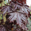 Acer platanoides 'Crimson Sentry' - 10-12cm girth, 3.5-4m tall, Rootballed