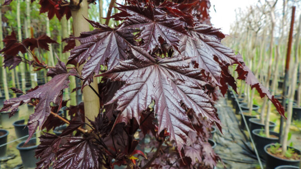 Acer platanoides 'Crimson Sentry'