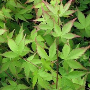 Acer palm. Little Princess