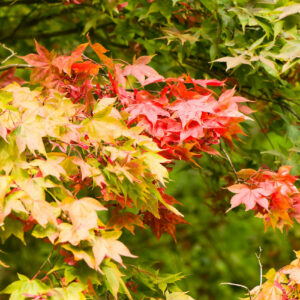 Acer Osakazuki / Japanese Maple