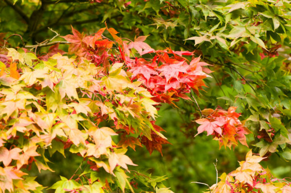 Acer Osakazuki / Japanese Maple