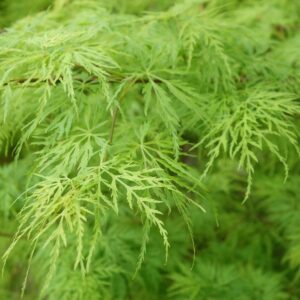 Acer palm. dissectum Viridis - 1/2 Standard
