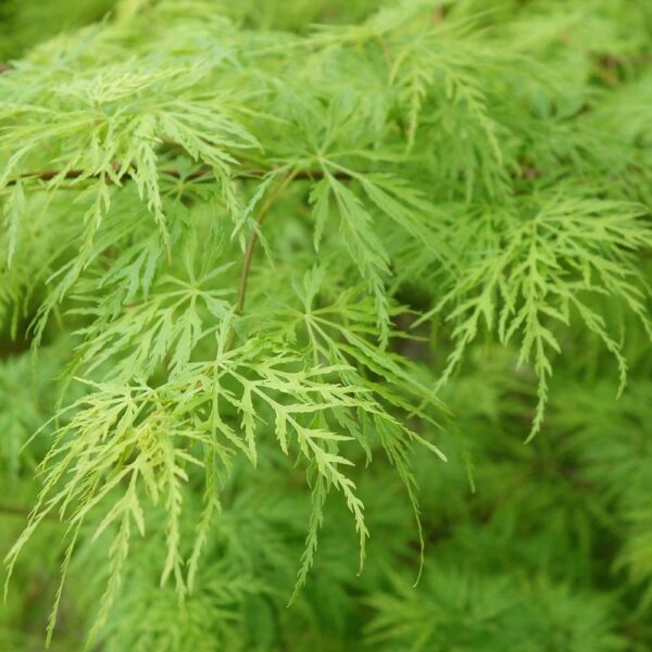 Acer palm. dissectum Viridis - 1/2 Standard