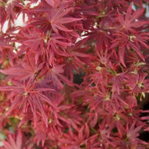 Acer palm. 'Shaina'
