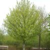 Acer campestre Elsrijk - 14-16cm girth, 3-3.5m tall, Rootballed