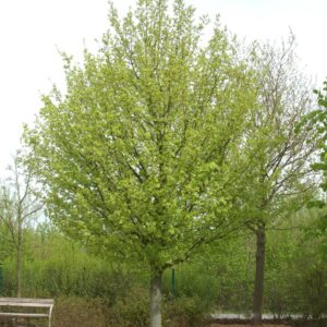 Acer campestre Elsrijk