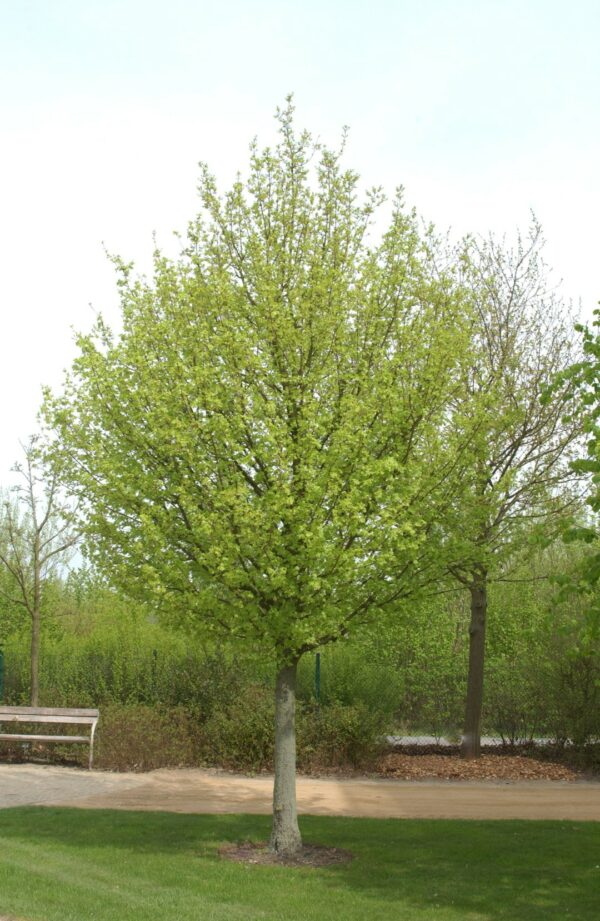 Acer campestre Elsrijk