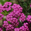 Achillea Cerise Queen - 2L