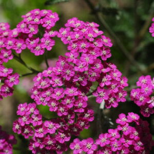 Achillea Cerise Queen