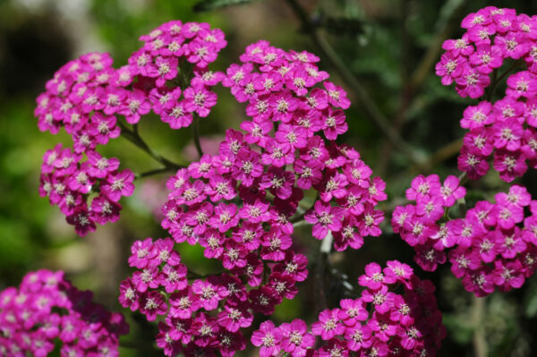 Achillea Cerise Queen