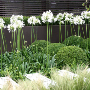 Agapanthus africanus Albus (white)