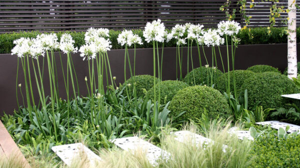Agapanthus africanus Albus (white)