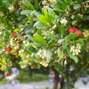 Arbutus unedo / Strawberry Tree Standard and Half Standards