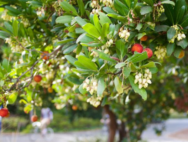 Arbutus unedo / Strawberry Tree Standard and Half Standards