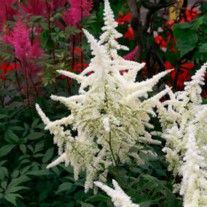 Astilbe Ellie