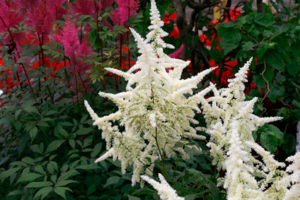 Astilbe Ellie