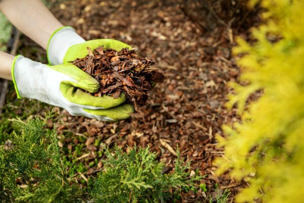 Bark Mulch - Mini chip