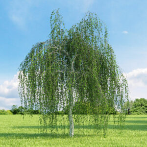 Betula pendula 'Youngii' / Weeping Birch 'Youngii'