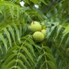 Juglans nigra / Black Walnut - 240L 30-35cm girth, 1.9m stem, 3.5-4m tall