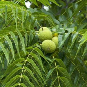 Juglans nigra / Black Walnut