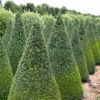 Buxus sempervirens / Box Cones - 60-70cm