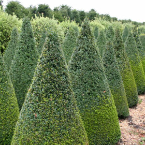 Buxus sempervirens / Box Cones
