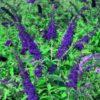 Buddleja Empire Blue - 7.5L