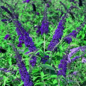 Buddleja Empire Blue