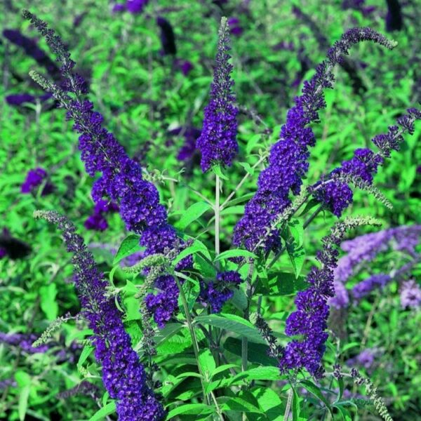 Buddleja Empire Blue