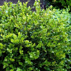 Buxus Microphylla 'Faulkner' Cones