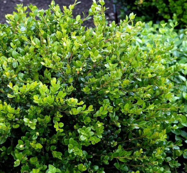 Buxus Microphylla 'Faulkner' Cones