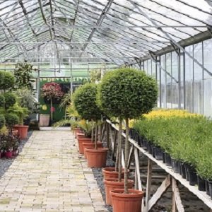 Ligustrum jonandrum 1/2 standard