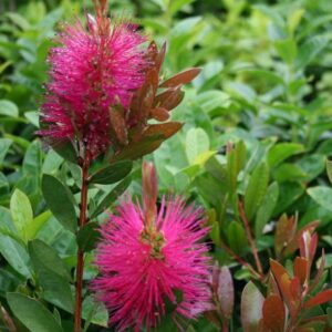 Callistemon viminalis Hot Pink