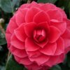 Camellia japonica Black Lace - 45L 60-100cm